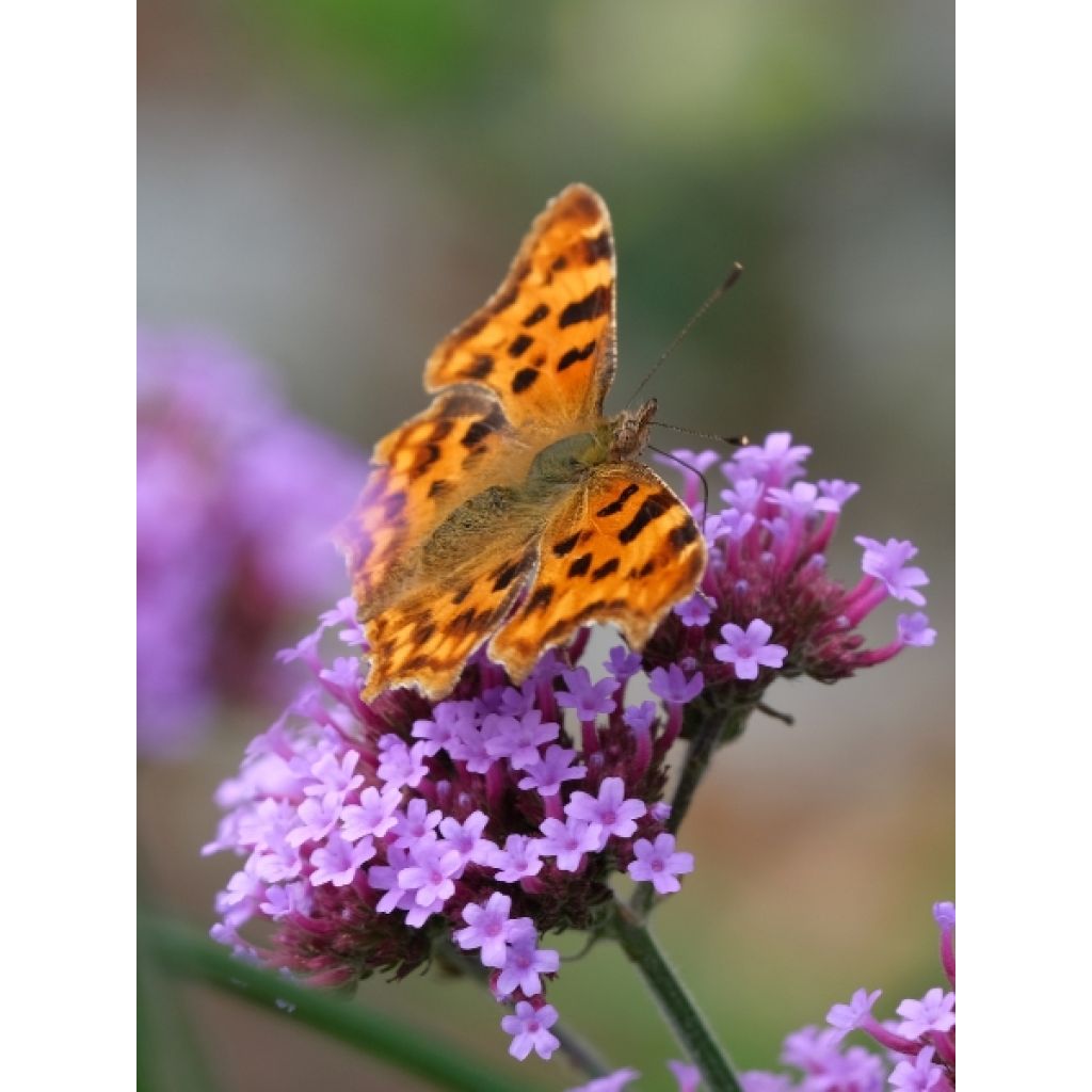Verbena bonariensis - Verveine de Buenos Aires