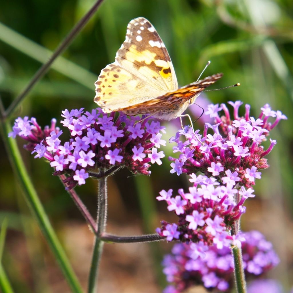Verbena bonariensis Lollipop - Verveine de Buenos Aires naine