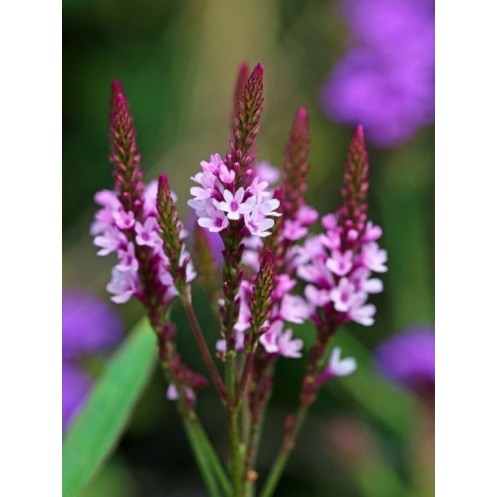 Verbena officinalis Bampton - Verveine officinale
