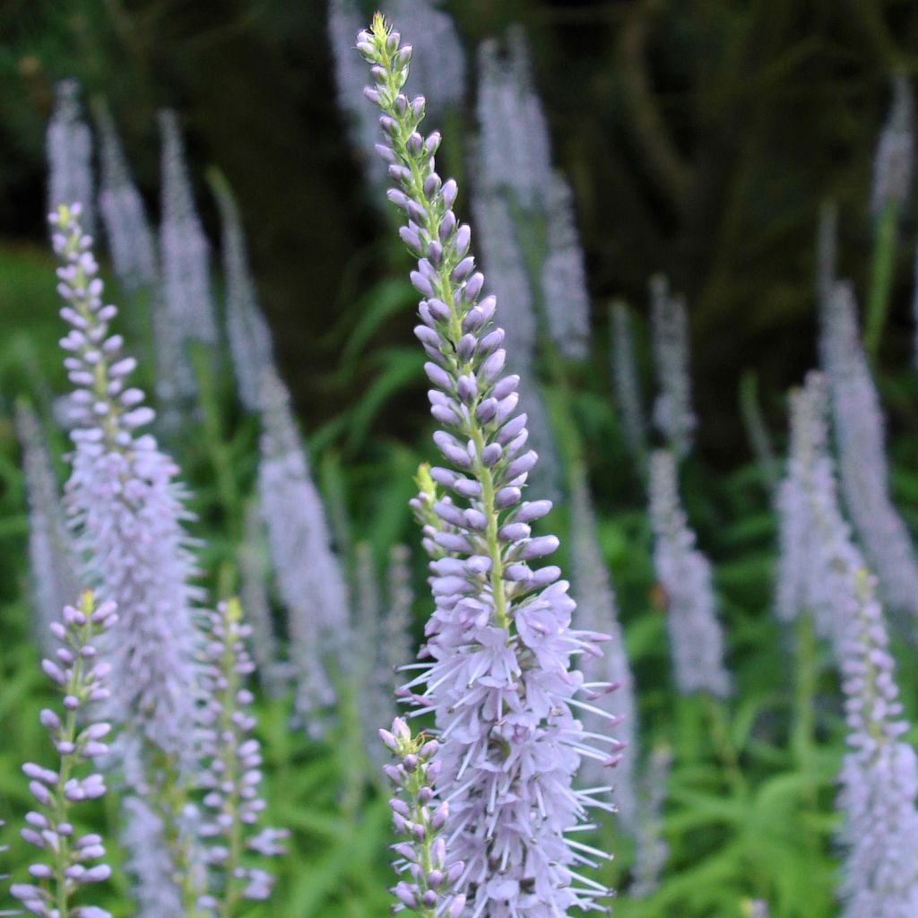 Veronica longifolia Lila Karina - Véronique à longues feuilles bleu lilas 