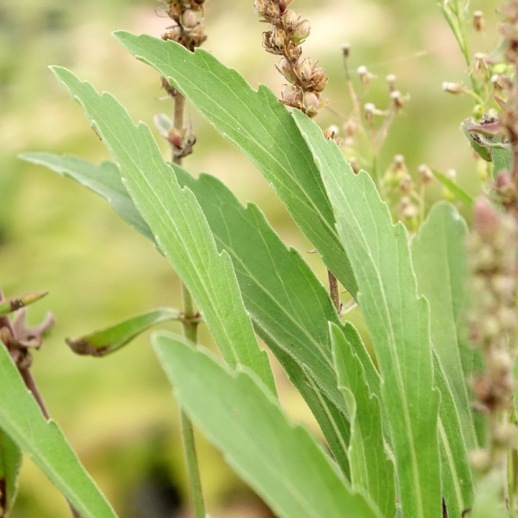 Veronica spicata Baby Blue - Véronique en épis