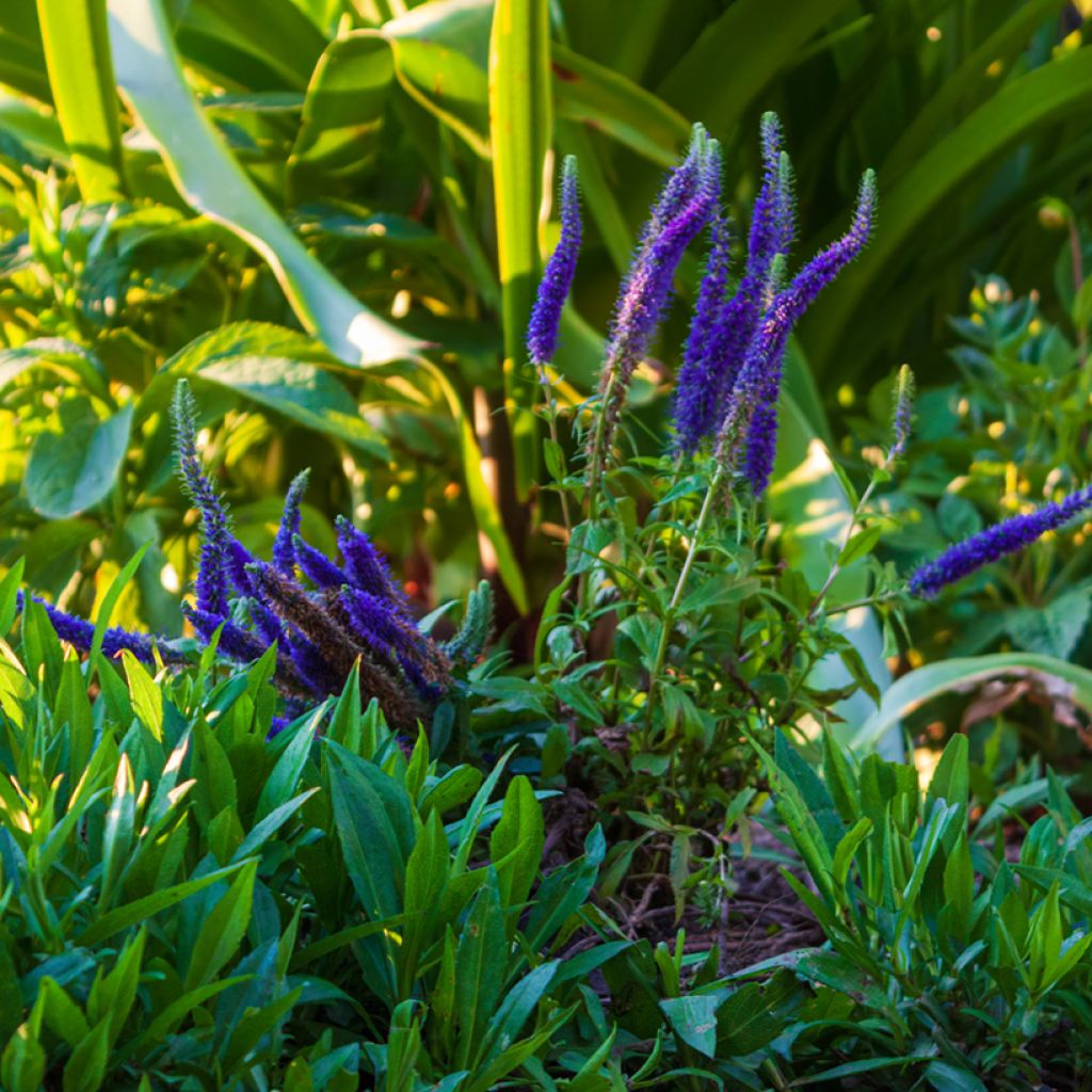 Veronica spicata Royal Candles - Véronique en épis