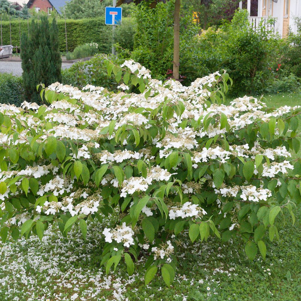 Viorne de Chine - Viburnum plicatum Mariesii Great Star