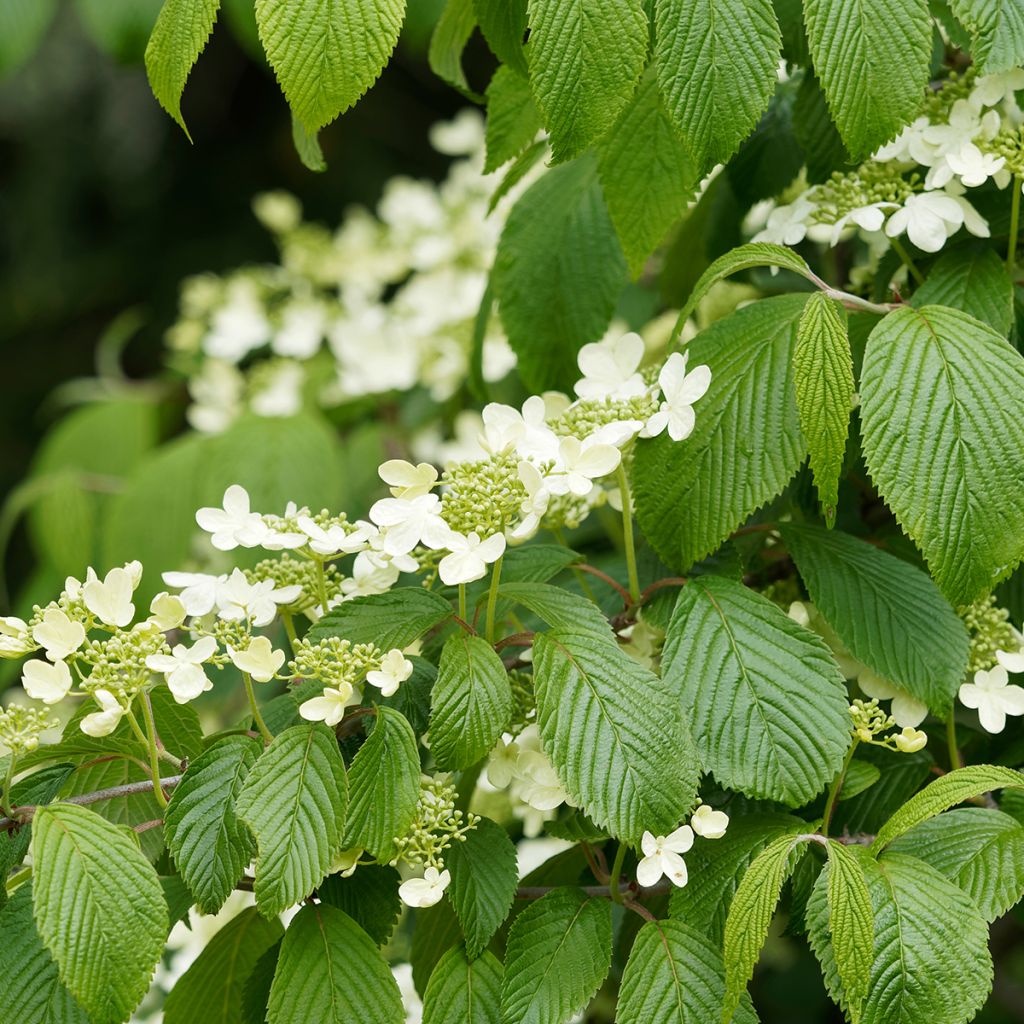 Viorne de Chine - Viburnum plicatum Mariesii Great Star