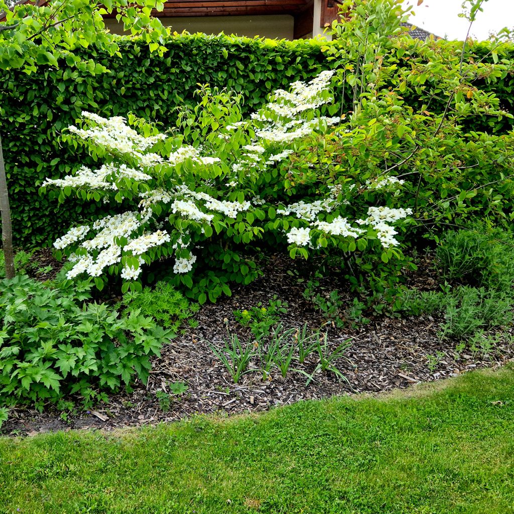 Viorne de Chine - Viburnum plicatum Mariesii Great Star