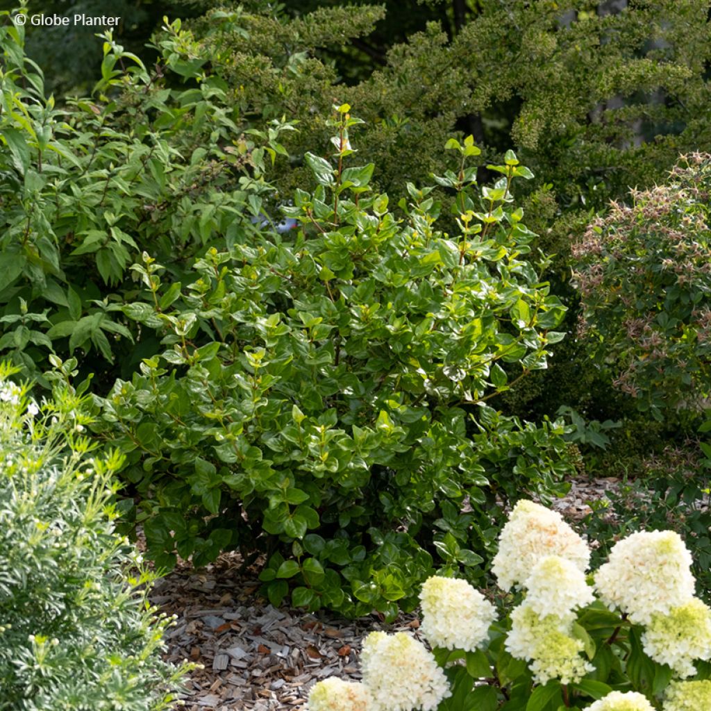 Viburnum tinus Rock'n Rolla - Laurier tin