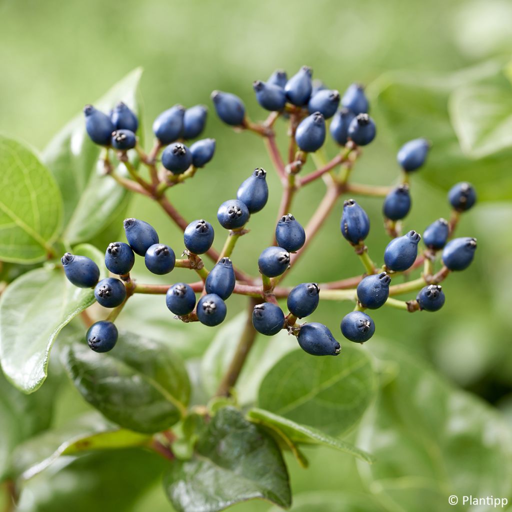 Viburnum tinus Rock'n Rolla - Laurier tin