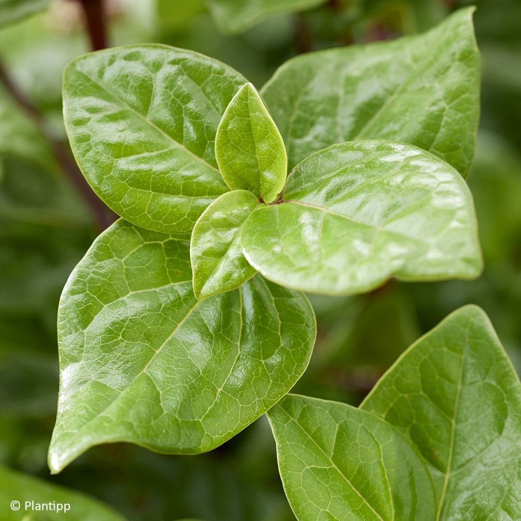 Viburnum tinus Rock'n Rolla - Laurier tin