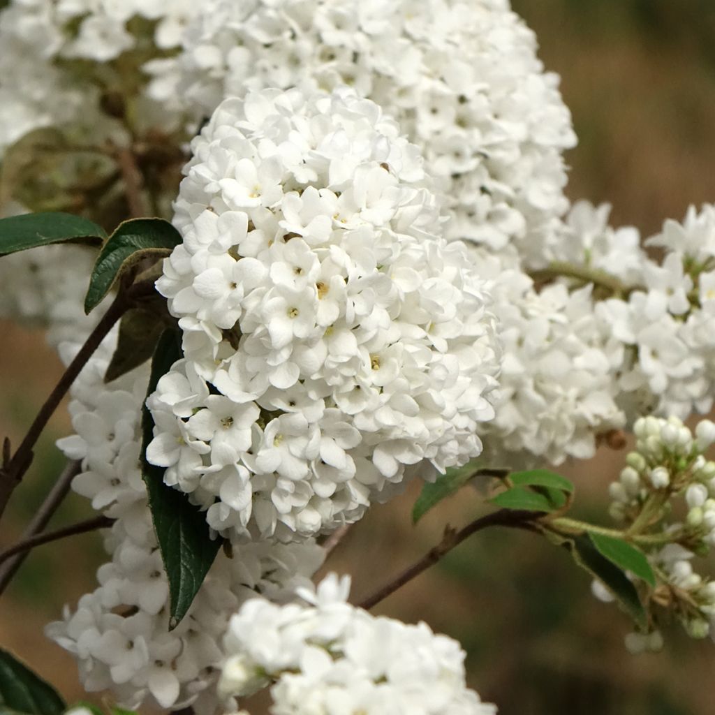 Viorne - Viburnum Eskimo