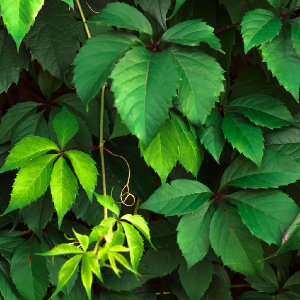 Vigne vierge commune - Parthenocissus viteacea (inserta)