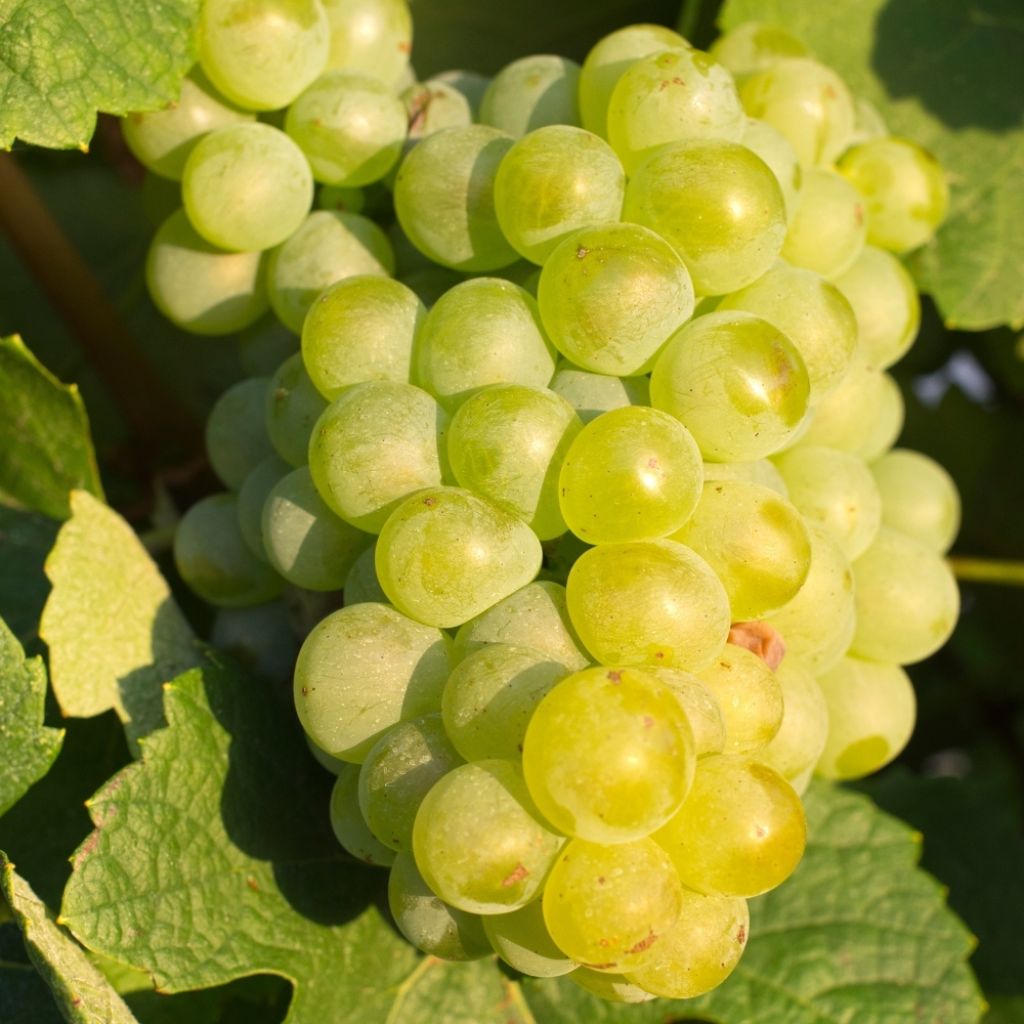 Vigne Chasselas Doré