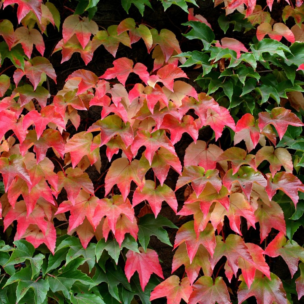 Vigne vierge - Parthenocissus tricuspidata Veitchii