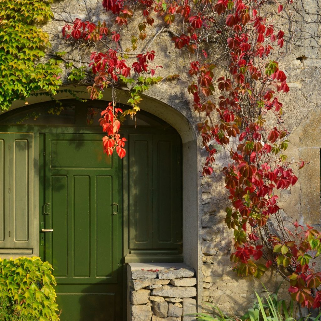 Vigne vierge - Parthenocissus tricuspidata Veitchii