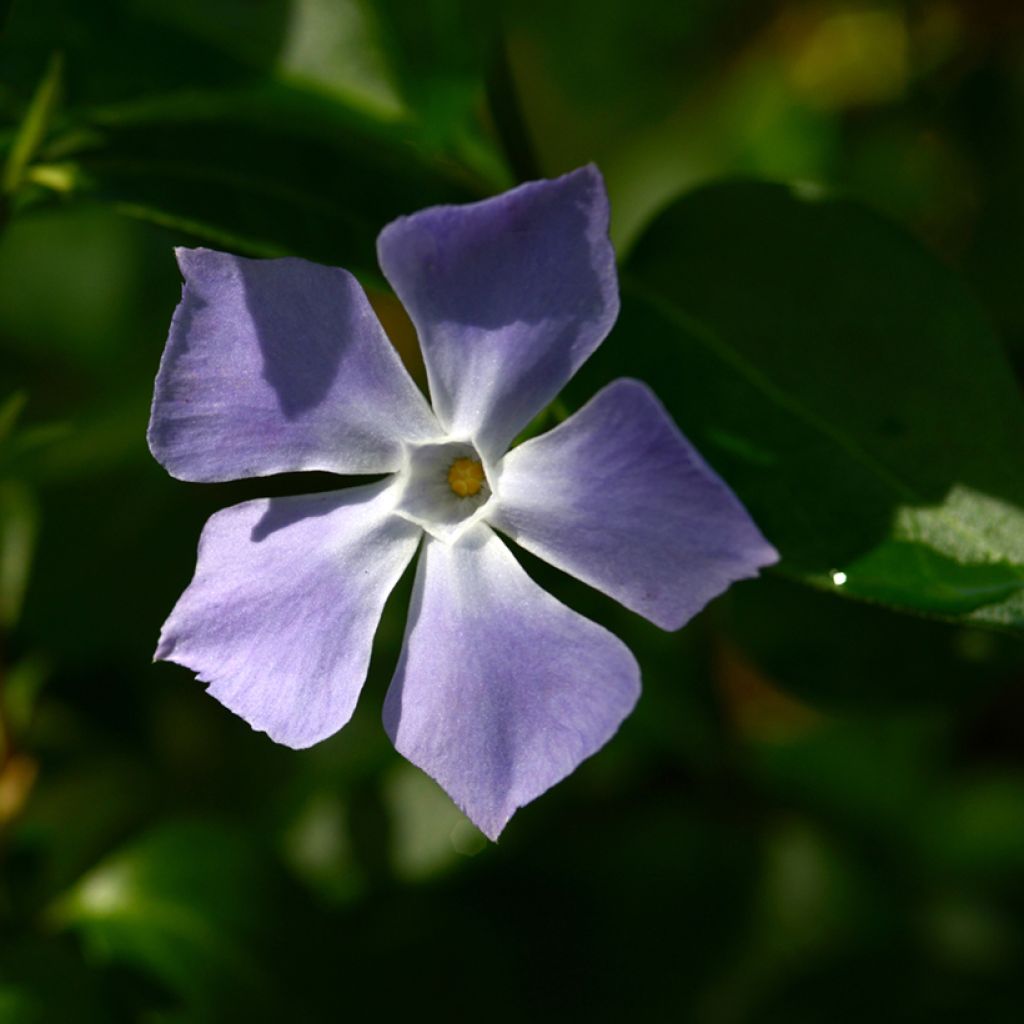Vinca major - Grande Pervenche