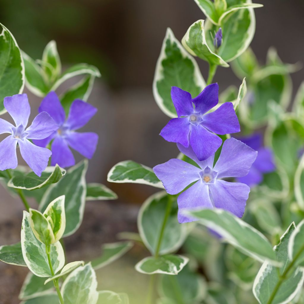 Vinca minor Argenteovariegata - Pervenche panachée à petites fleurs