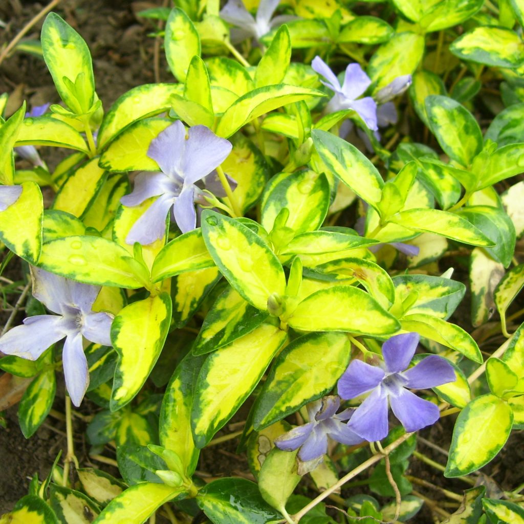 Vinca minor Illumination - Pervenche à petites fleurs panachée