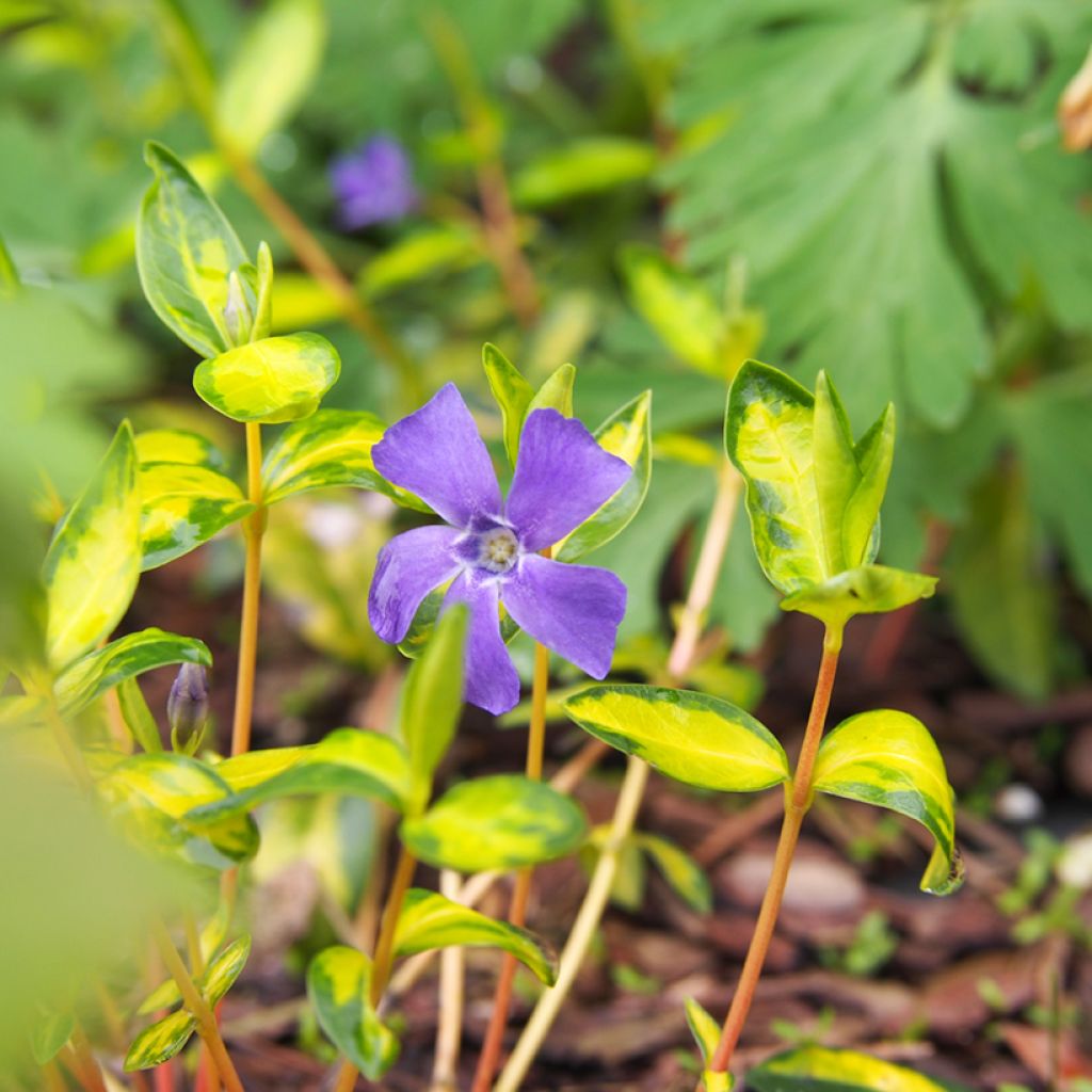 Vinca minor Illumination - Pervenche panachée à petites fleurs 
