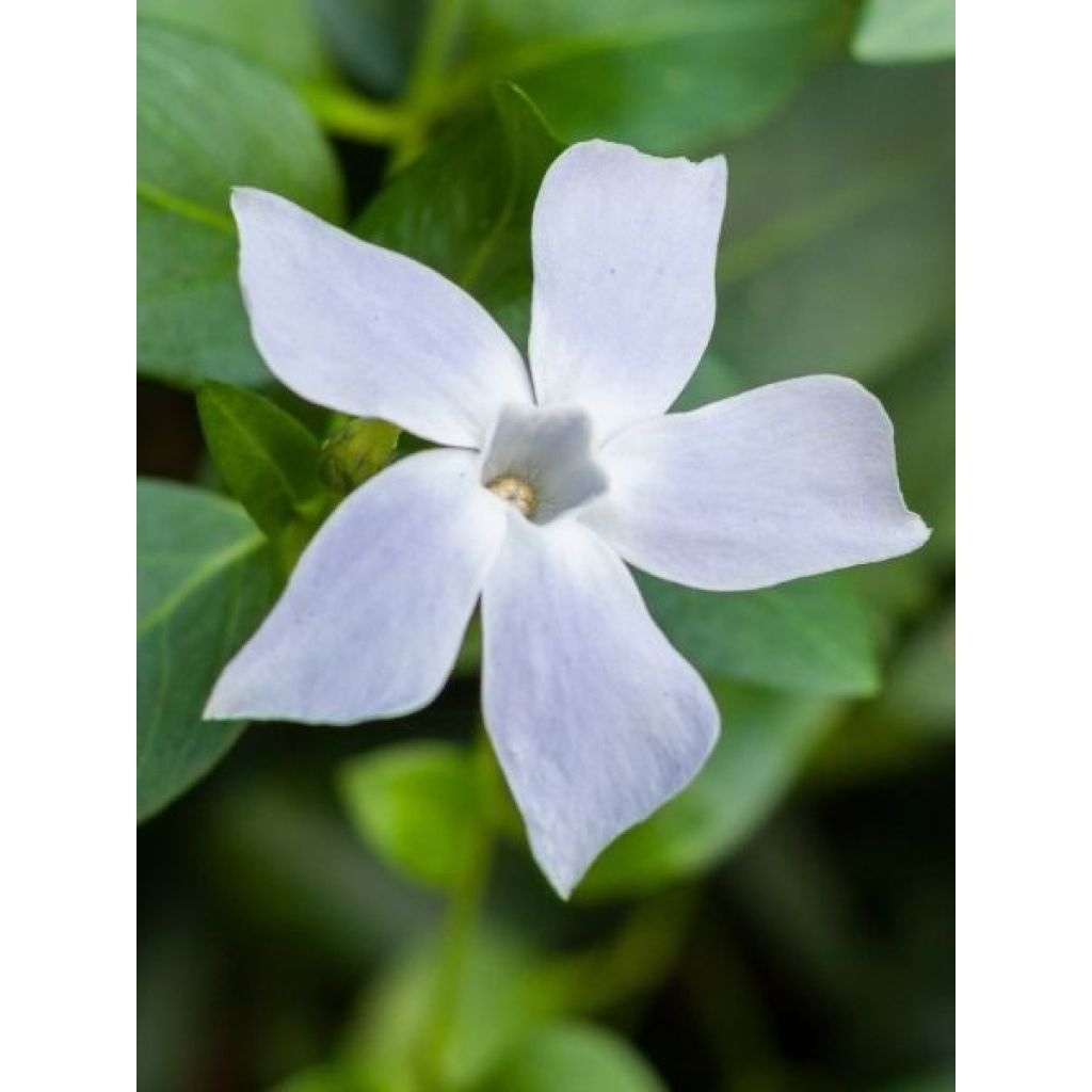 Vinca minor Alba - Petite pervenche