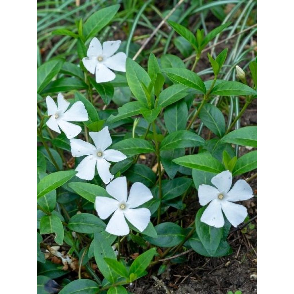 Vinca minor Alba - Petite pervenche