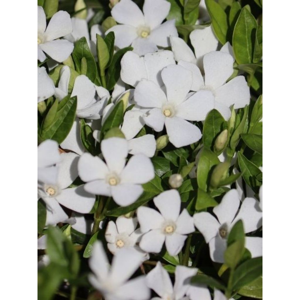 Vinca minor Alba - Petite pervenche