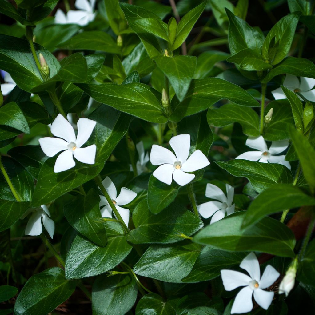 Vinca minor Alba - Petite pervenche