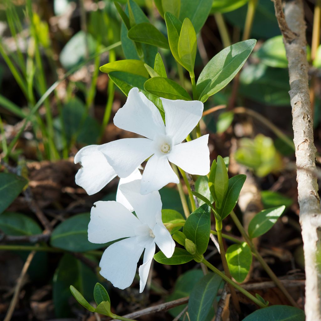 Vinca minor Alba - Petite pervenche