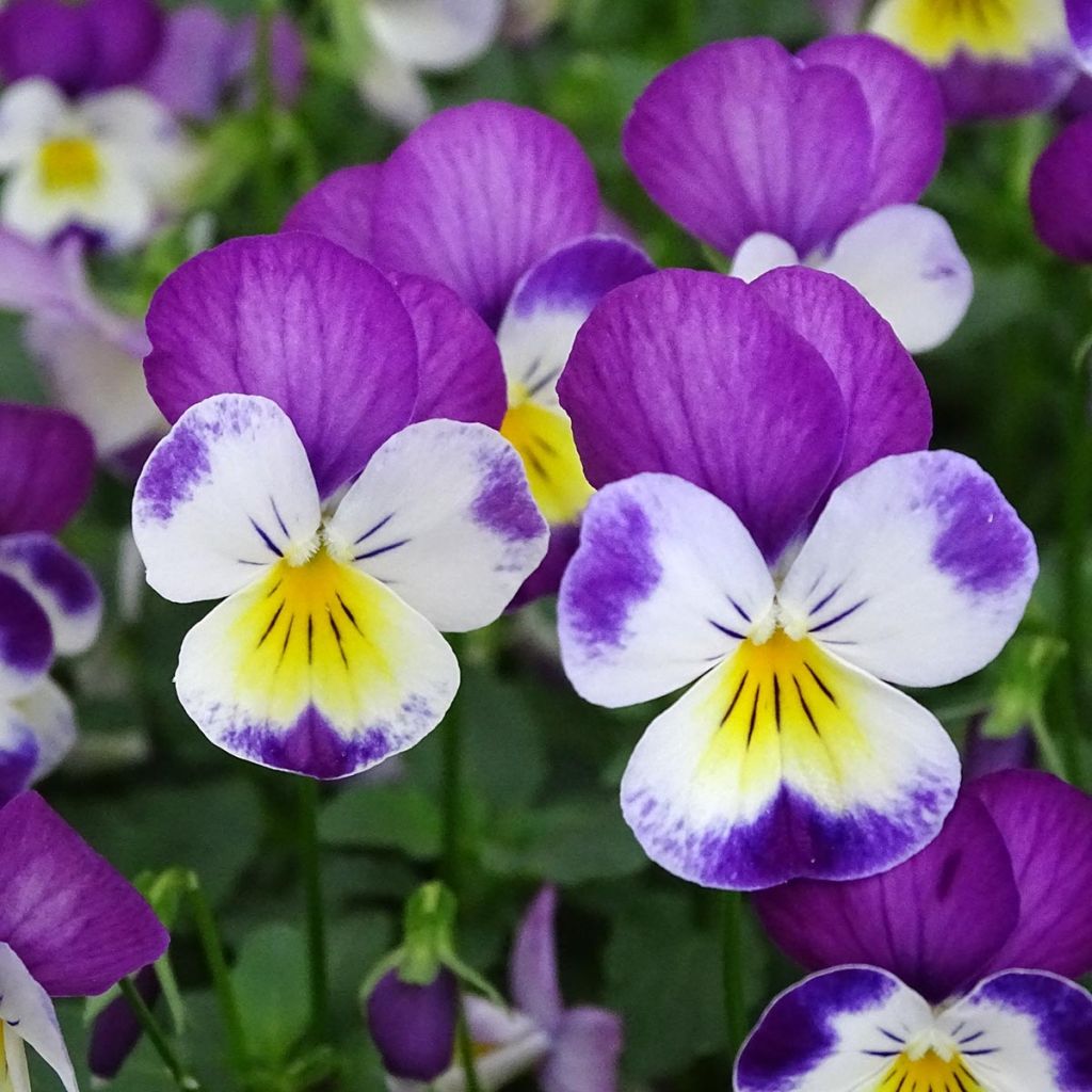 Viola cornuta Butterfly Rose White Face Mini-motte 