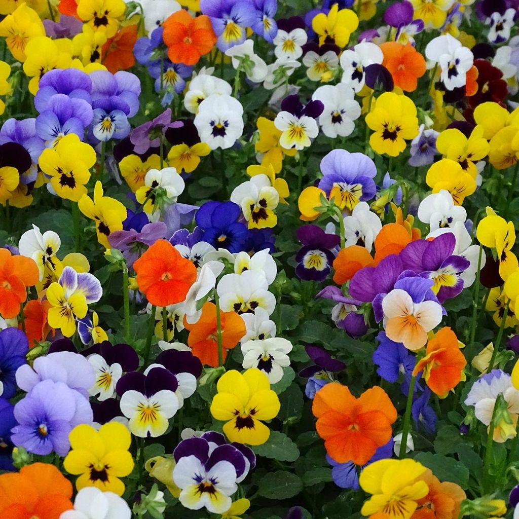 Viola cornuta Butterfly en mélange Mini-motte