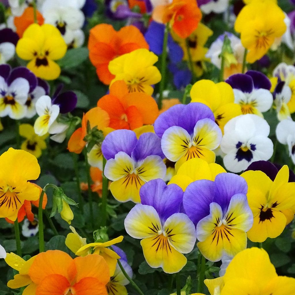 Viola cornuta Butterfly en mélange Mini-motte