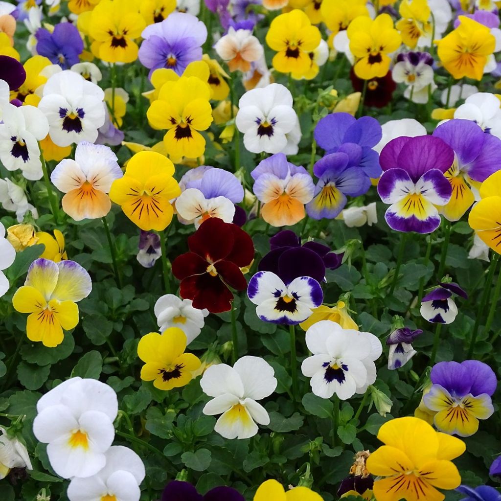 Viola cornuta Butterfly en mélange Mini-motte