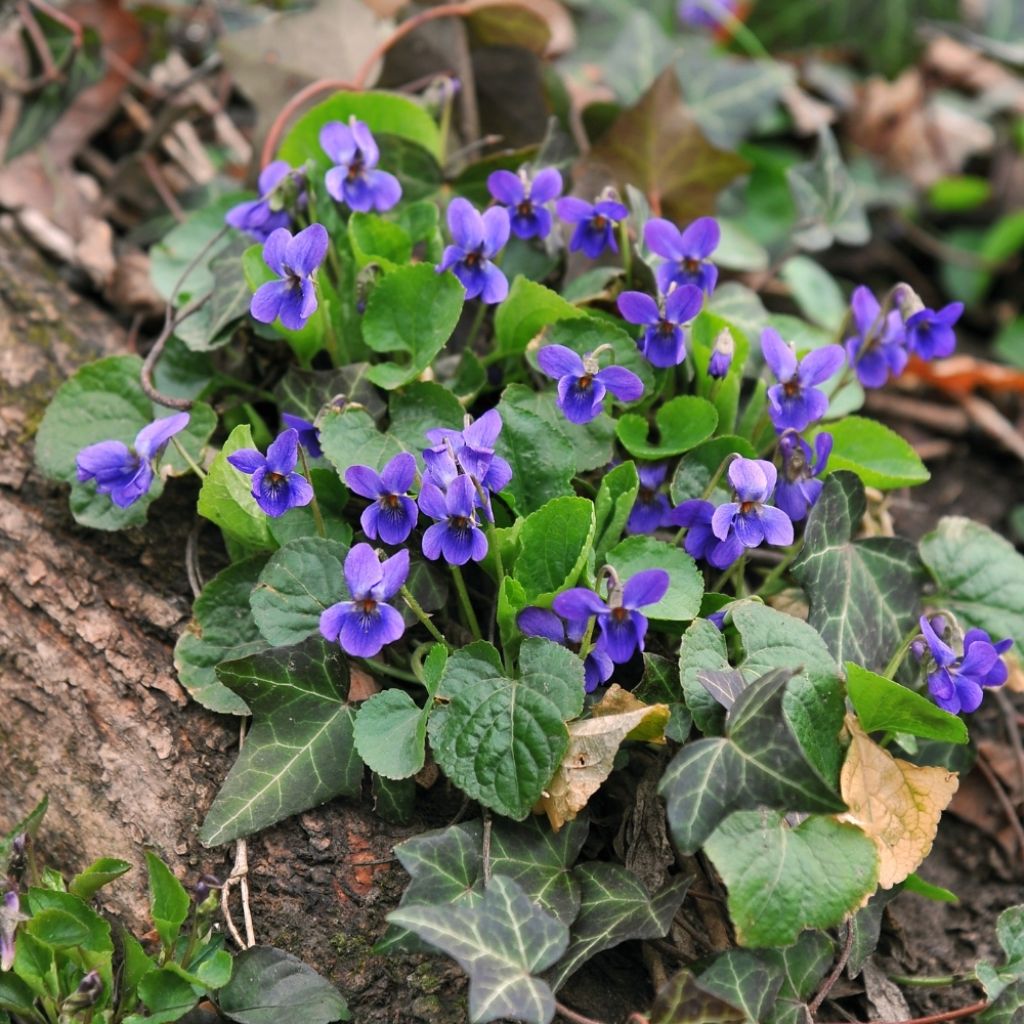 Violette odorante - Viola odorata