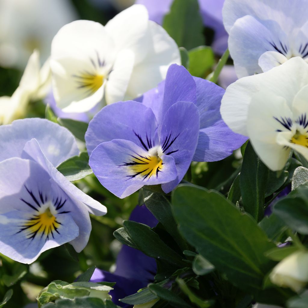 Pensée retombante Cool Wave® Frost Mini-motte - Viola wittrockiana 