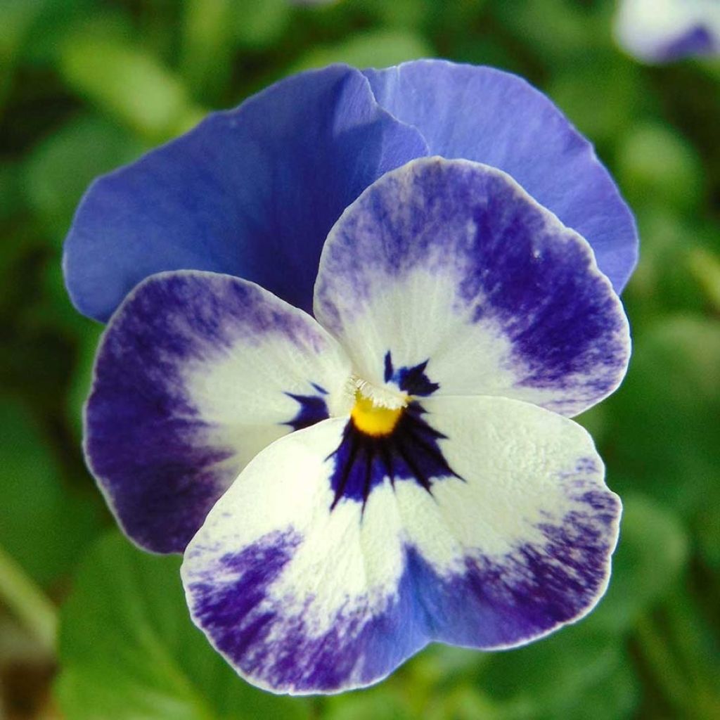 Violette cornue Sorbet Delft Blue Mini-motte