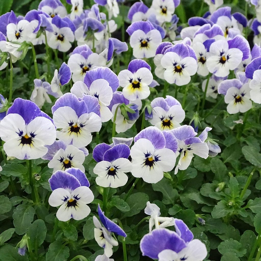 Violette cornue Sorbet Delft Blue Mini-motte