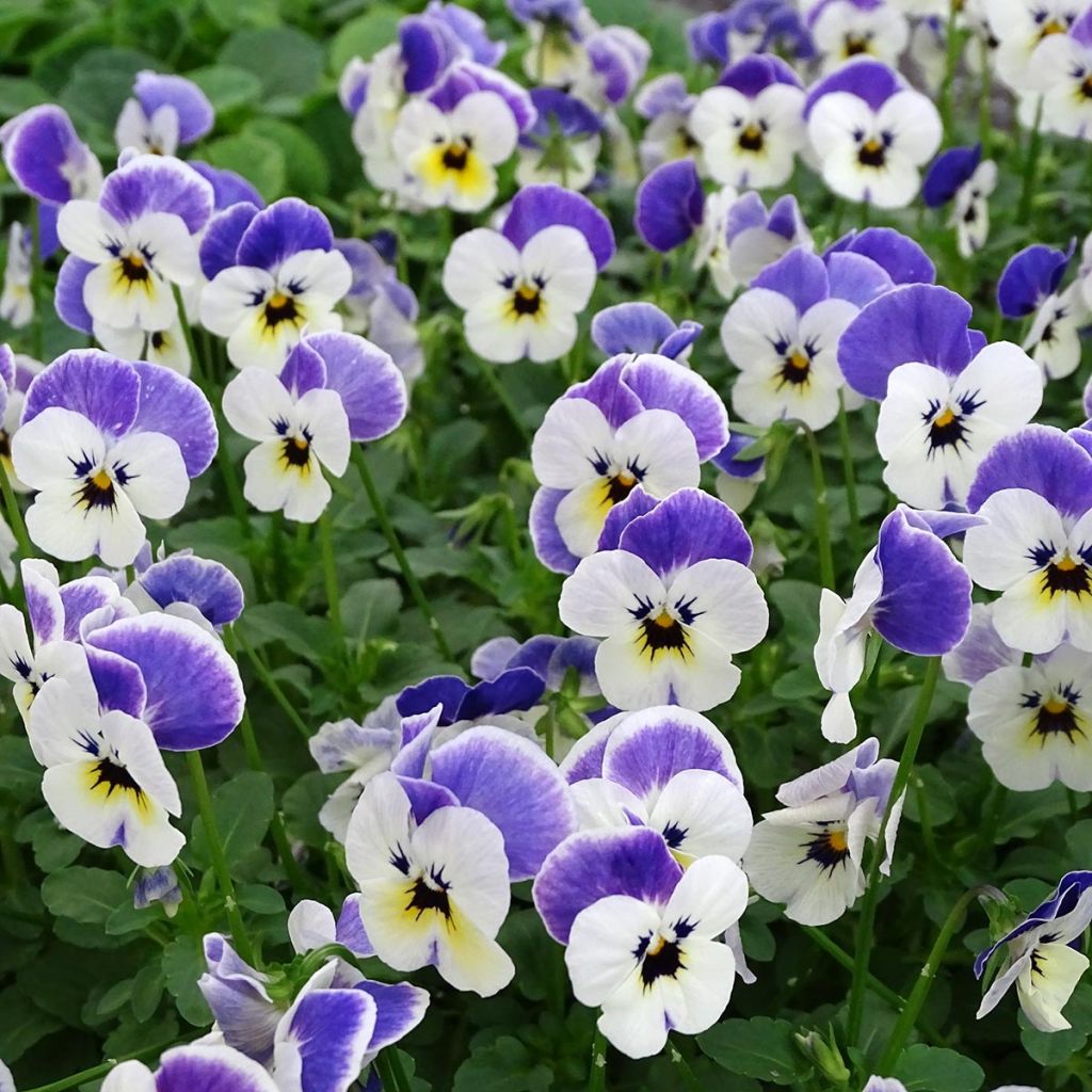 Violette cornue Sorbet Delft Blue Mini-motte