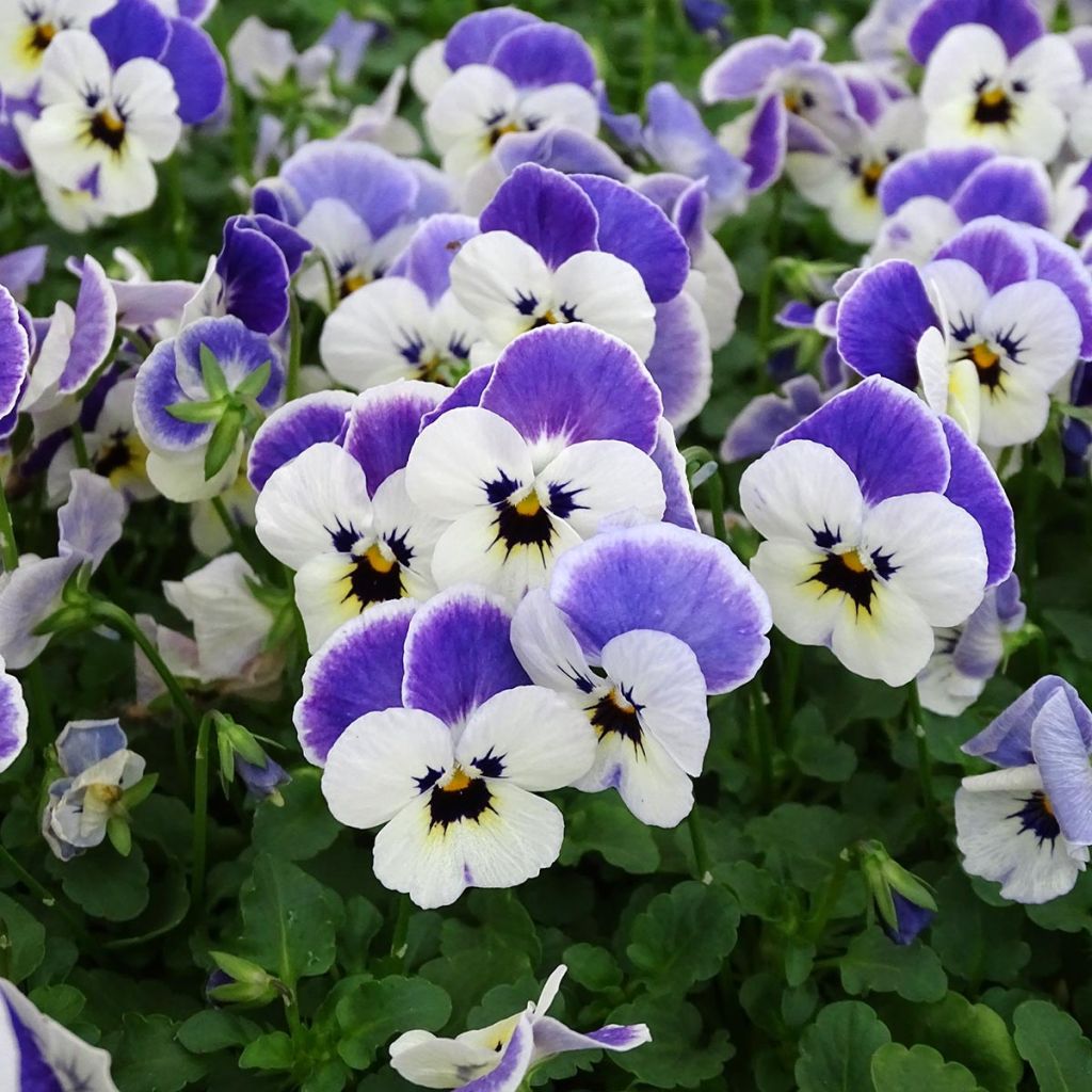 Violette cornue Sorbet Delft Blue Mini-motte