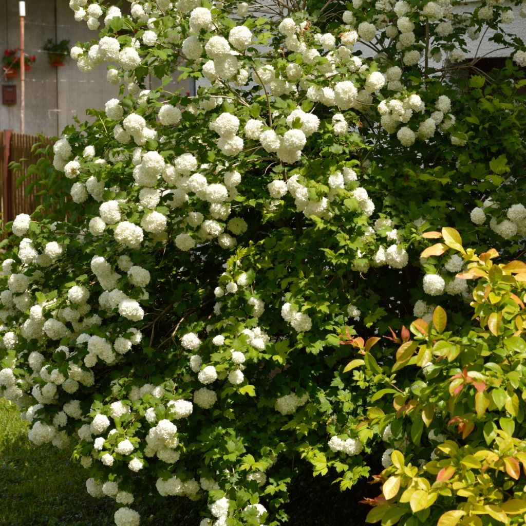 Viorne Boule de Neige - Viburnum opulus Roseum