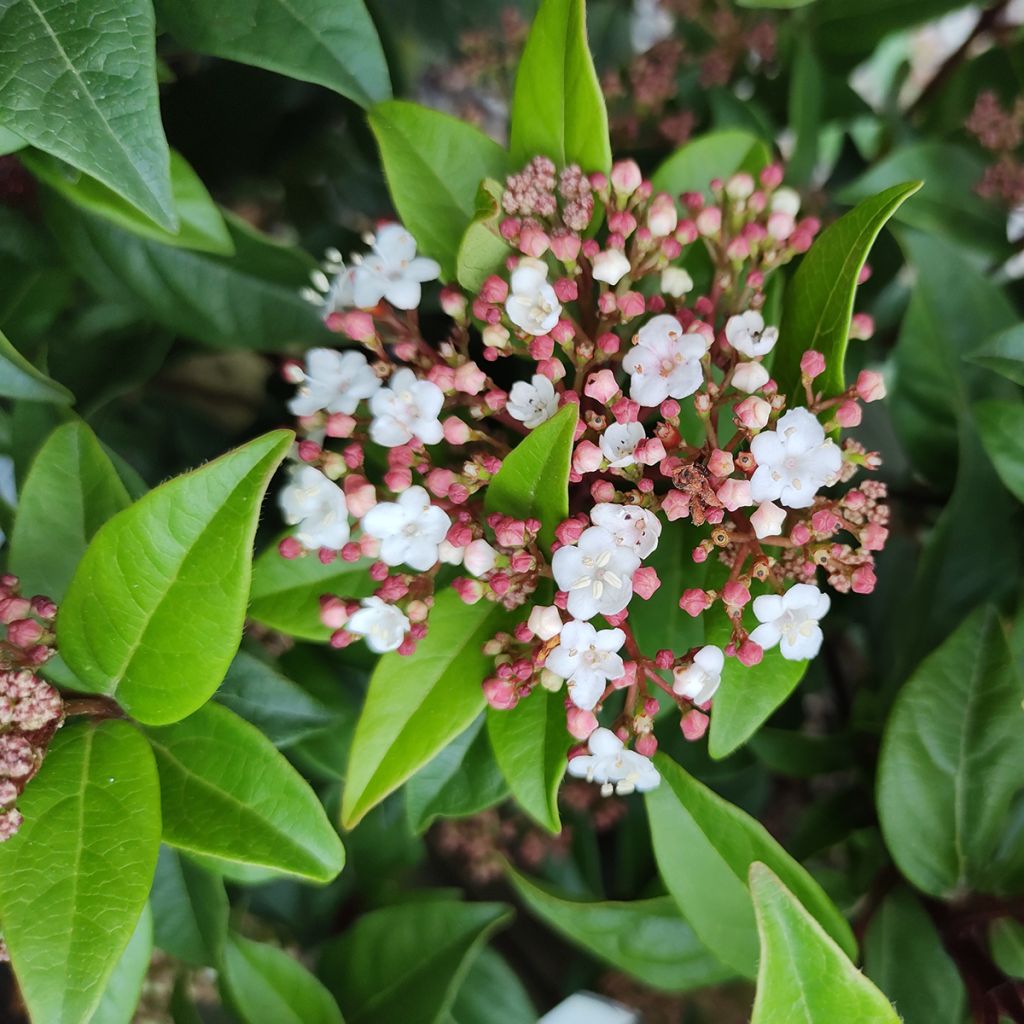 Viorne, Laurier Tin- Viburnum tinus Spirit