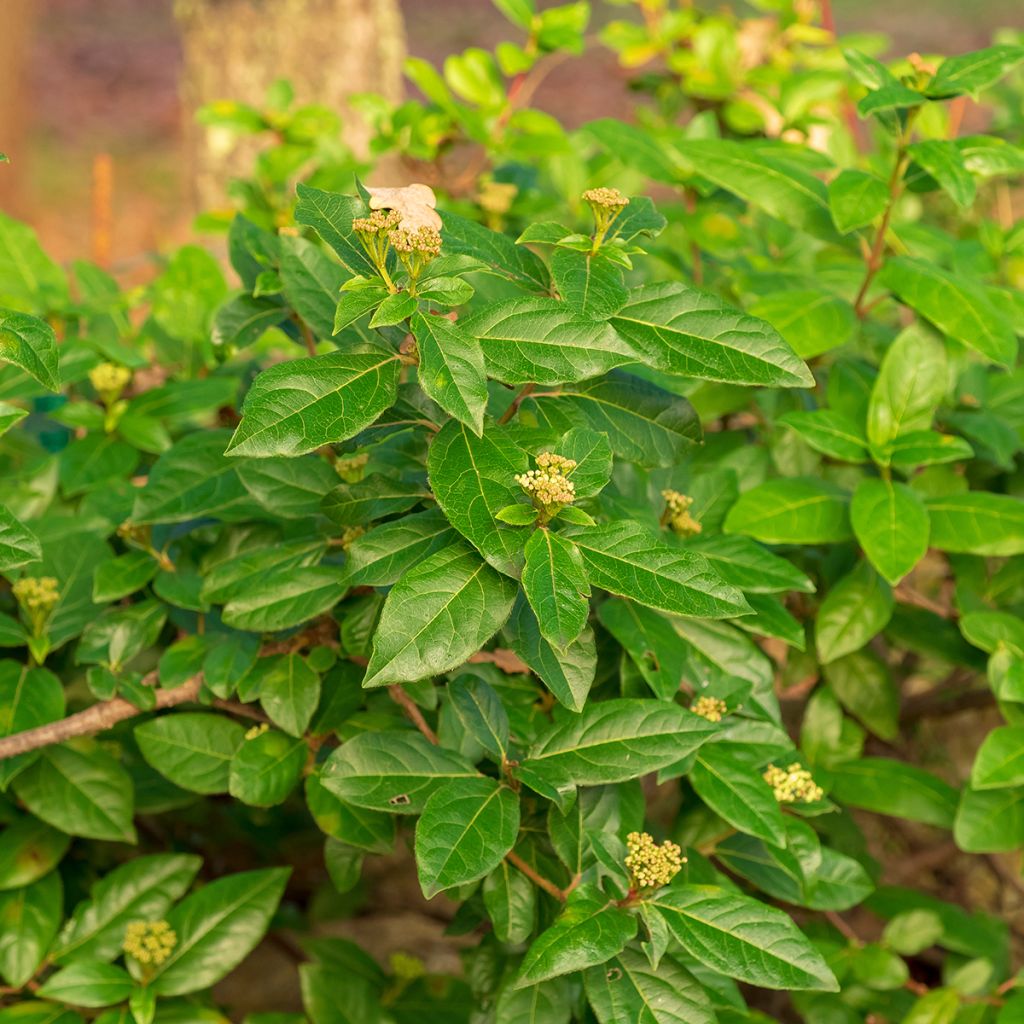 Viorne, Laurier-tin - Viburnum tinus