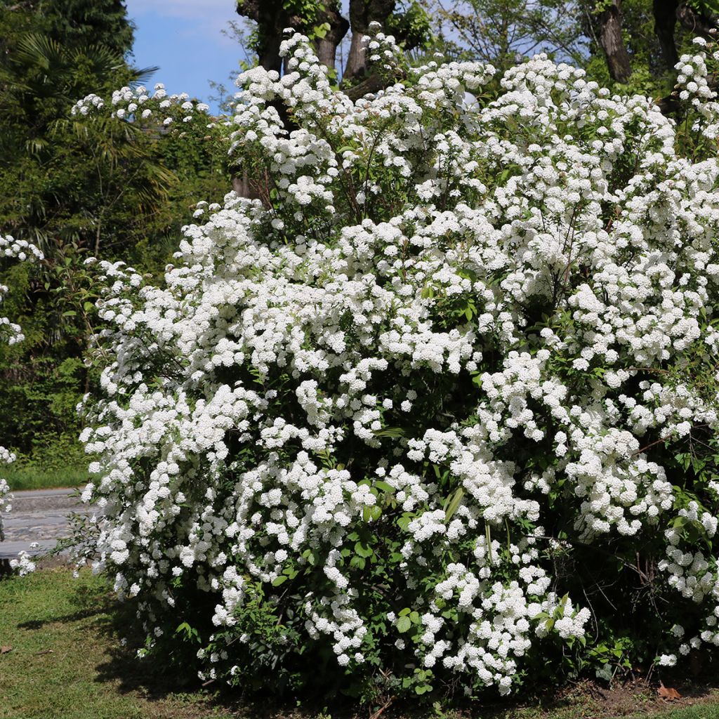 Viorne, Laurier-tin - Viburnum tinus