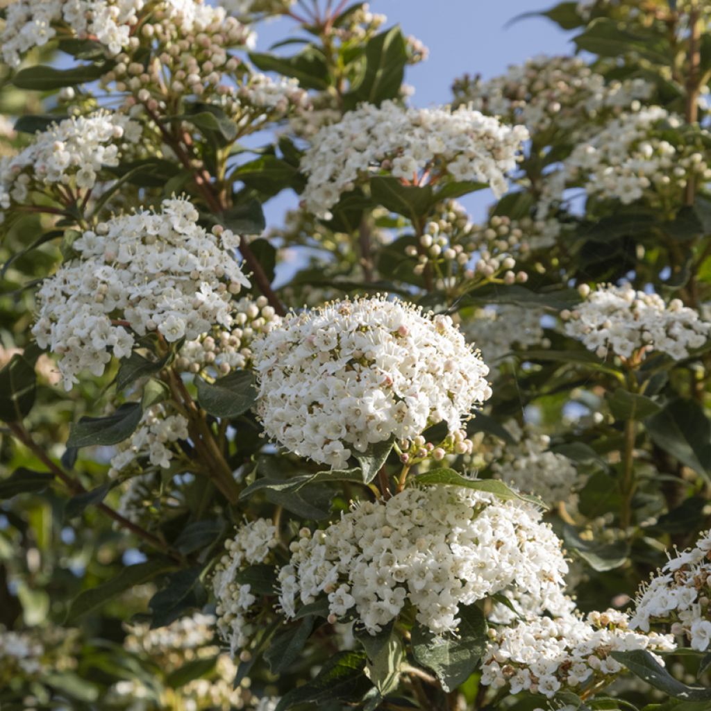 Viorne, Laurier-tin - Viburnum tinus