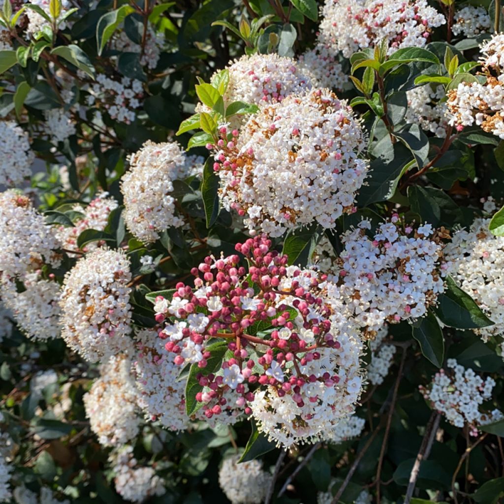 Viorne, Laurier-tin - Viburnum tinus