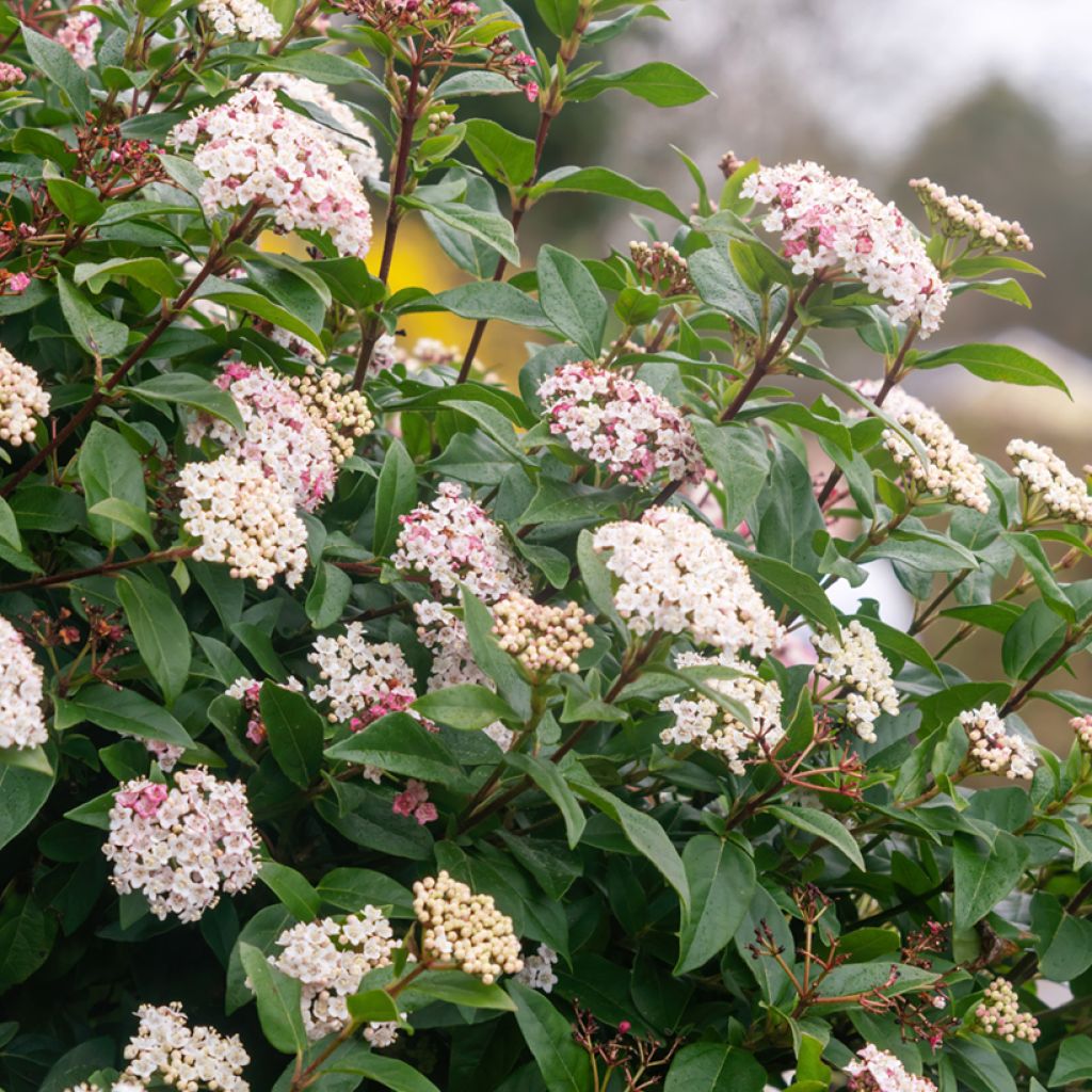 Viorne, Laurier-tin - Viburnum tinus