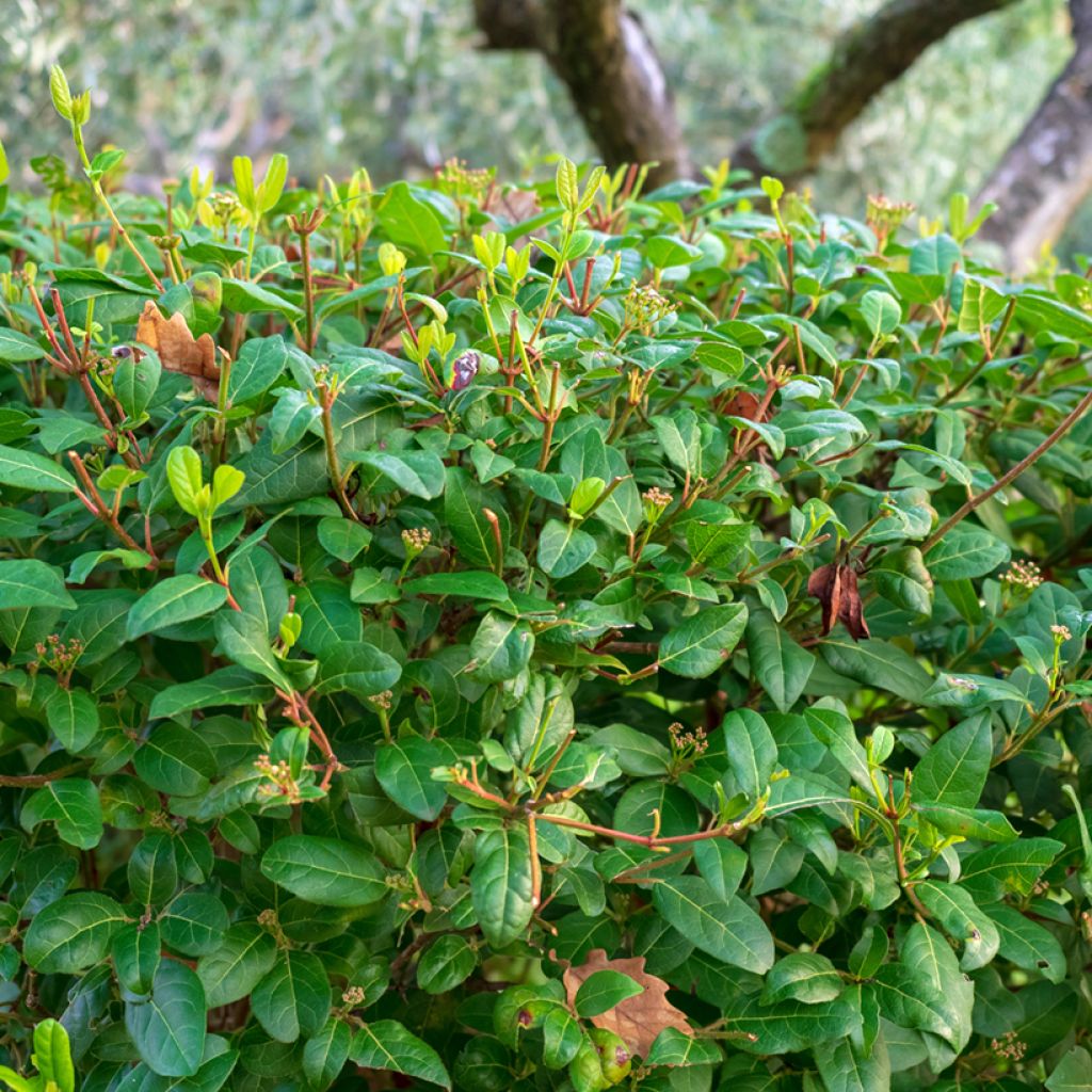 Viorne, Laurier-tin - Viburnum tinus