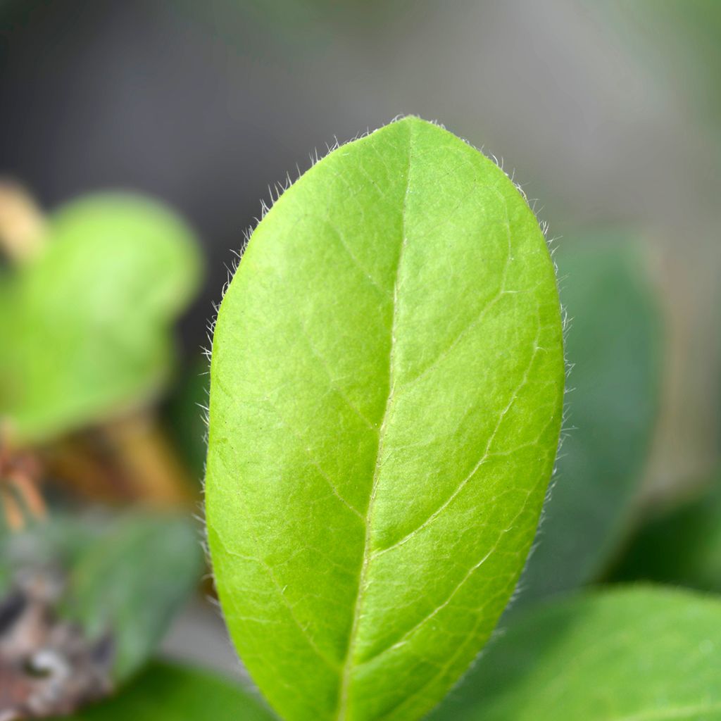 Viorne, Laurier tin - Viburnum tinus Gwenlian