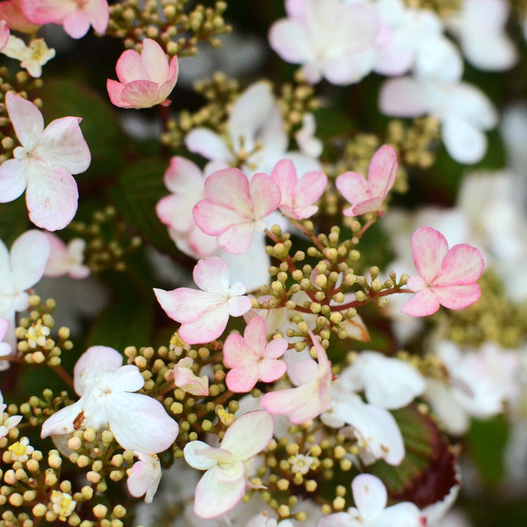 Viorne - Viburnum plicatum Pinkawai