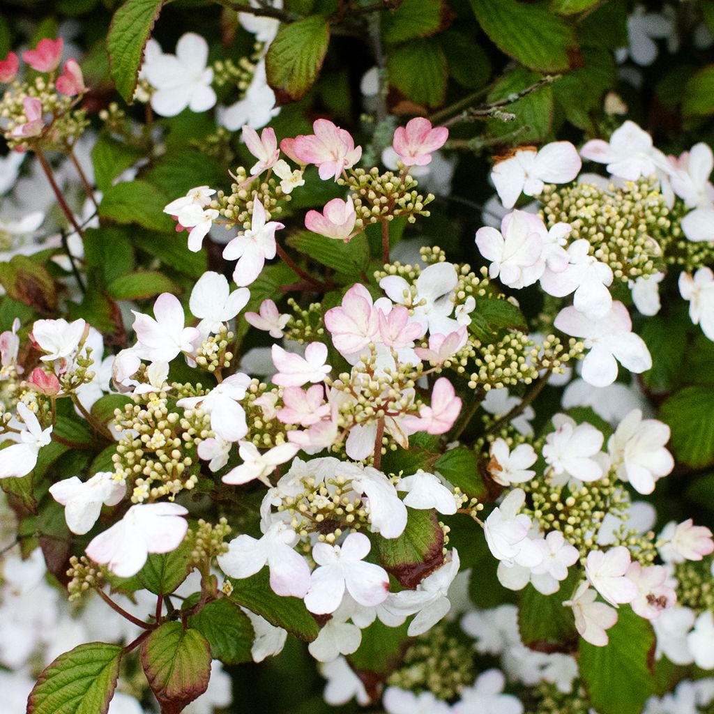 Viorne - Viburnum plicatum Pinkawai