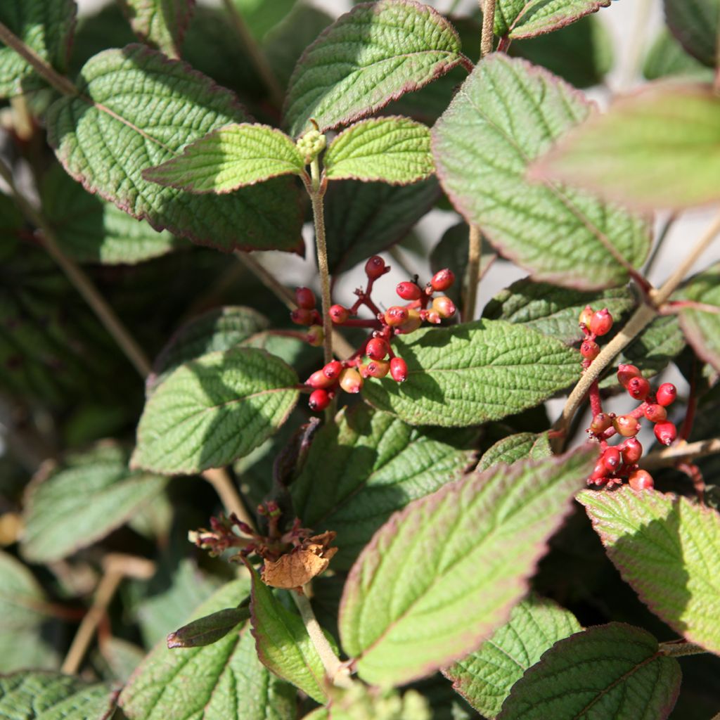 Viorne - Viburnum plicatum Pinkimono