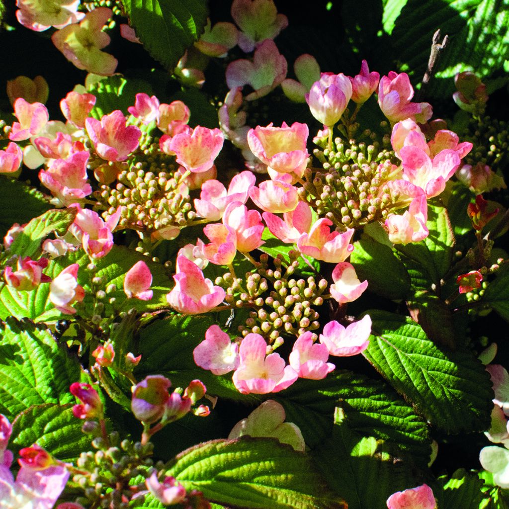 Viorne - Viburnum plicatum Pinkimono