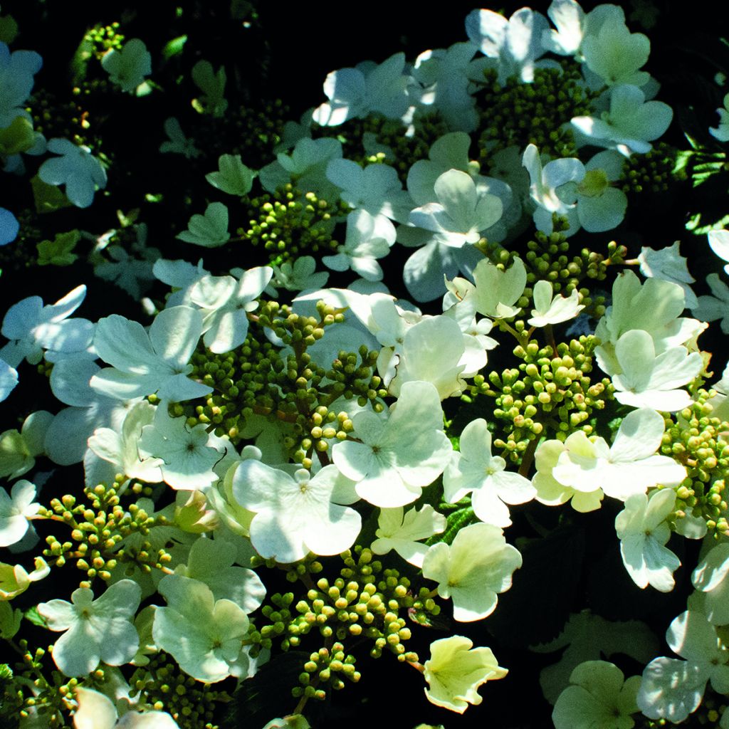 Viorne - Viburnum plicatum Shirogami